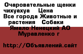 Очаровательные щенки чихуахуа  › Цена ­ 25 000 - Все города Животные и растения » Собаки   . Ямало-Ненецкий АО,Муравленко г.